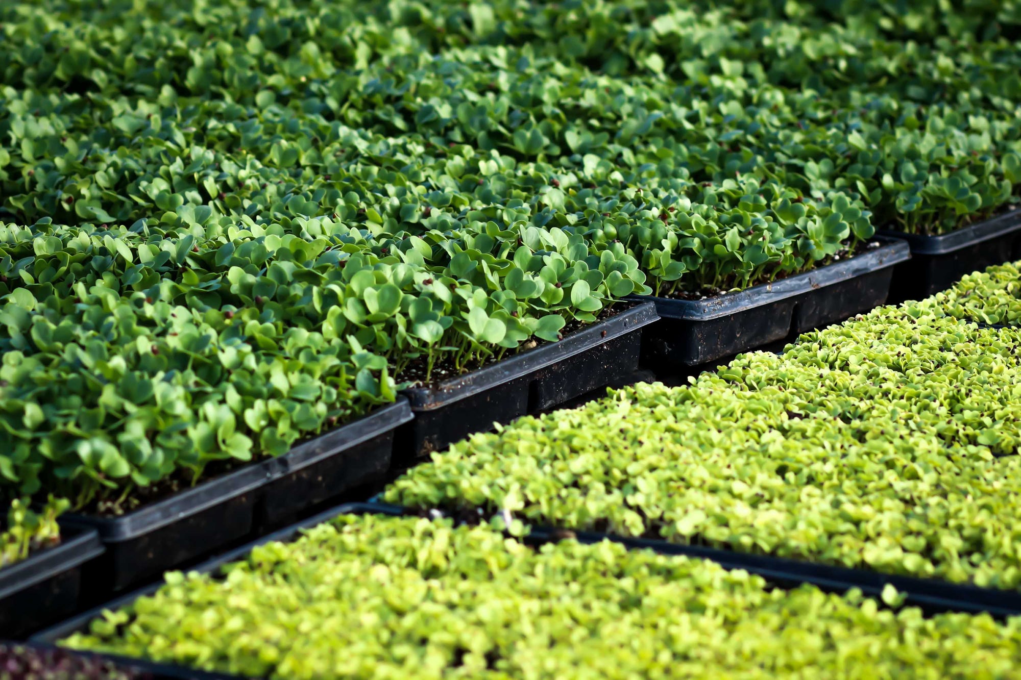 Connect with Local Food